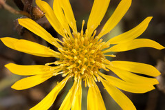 Grindelia stricta angustifolia