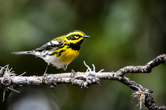 Setophaga townsendi