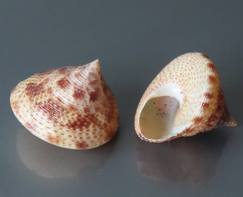 Maurea pellucida observed 2025-12-31