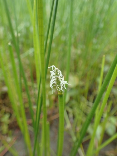 Eleocharis kuroguwai iNat (1)