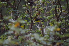 Myioborus melanocephalus