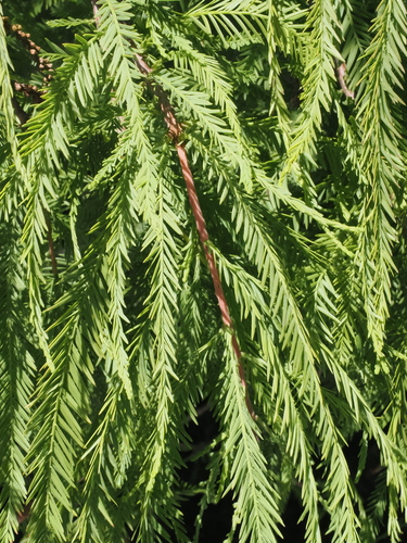 Taxodium distichum