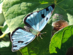 Dynamine postverta mexicana