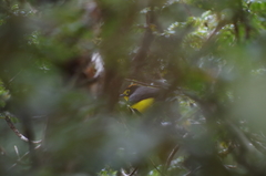 Myioborus melanocephalus
