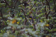 Myioborus melanocephalus