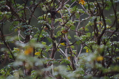 Myioborus melanocephalus