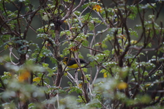 Myioborus melanocephalus