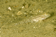 Nesogobius