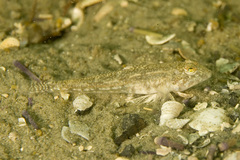 Nesogobius