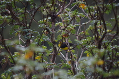 Myioborus melanocephalus