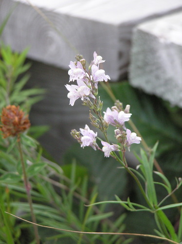 Striped toadflax