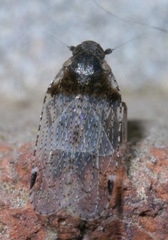 Cixius stigmatus