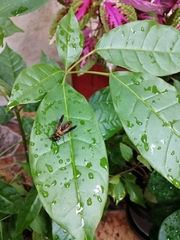 Polybia chrysothorax