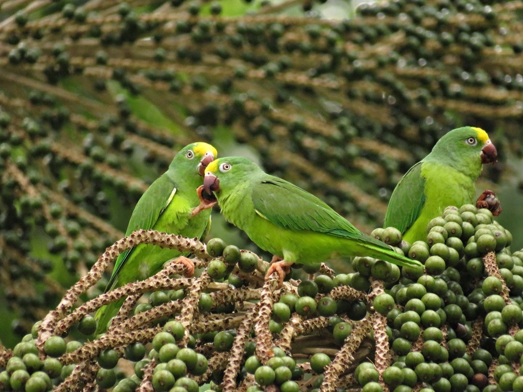 Catita Frentigualda, Brotogeris sanctithomae