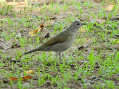 Turdus leucomelas