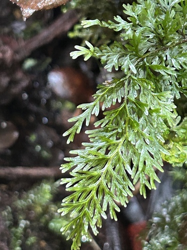 Callistopteris baldwinii observed 2025-12-30
