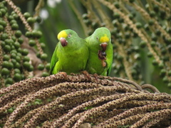 Brotogeris sanctithomae