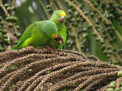 Brotogeris sanctithomae