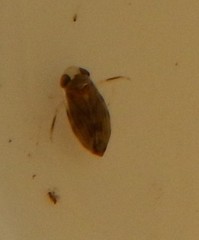 Corixoidea