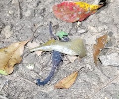 Centruroides gracilis