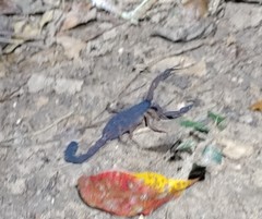 Centruroides gracilis