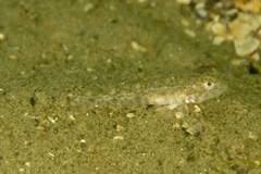 Nesogobius hinsbyi