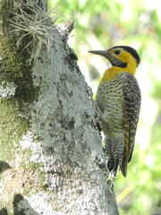 Colaptes campestris campestris