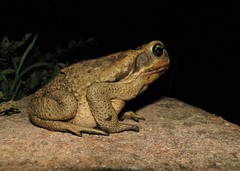 Rhinella diptycha