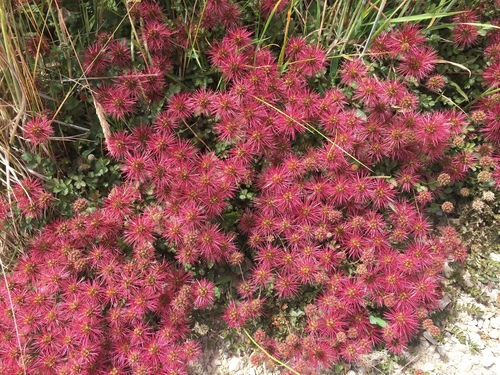 Image of Acaena microphylla by (c) Matt Scott, some rights reserved (CC BY)