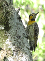 Colaptes campestris campestris