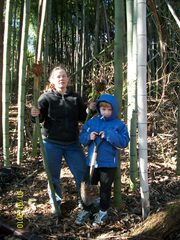 Phyllostachys bambusoides
