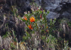Tristerix longibracteatus