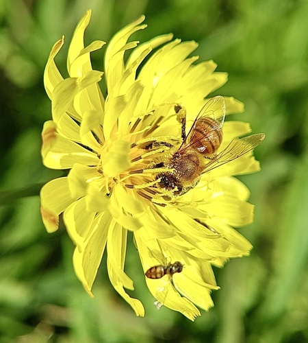 Unknown species found near Babe Zaharias Dr, Beaumont, TX, US