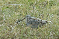 Gallinago magellanica