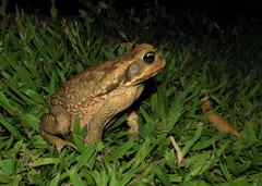 Rhinella diptycha