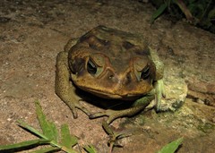 Rhinella diptycha