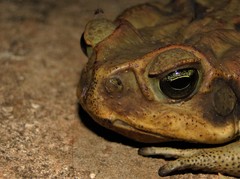 Rhinella diptycha