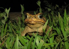 Rhinella diptycha