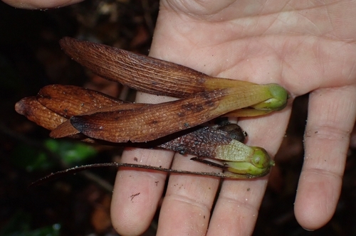 Shorea parvifolia observed 2025-12-30