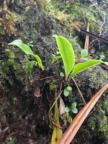 Elaphoglossum parvisquameum observed 2025-12-30