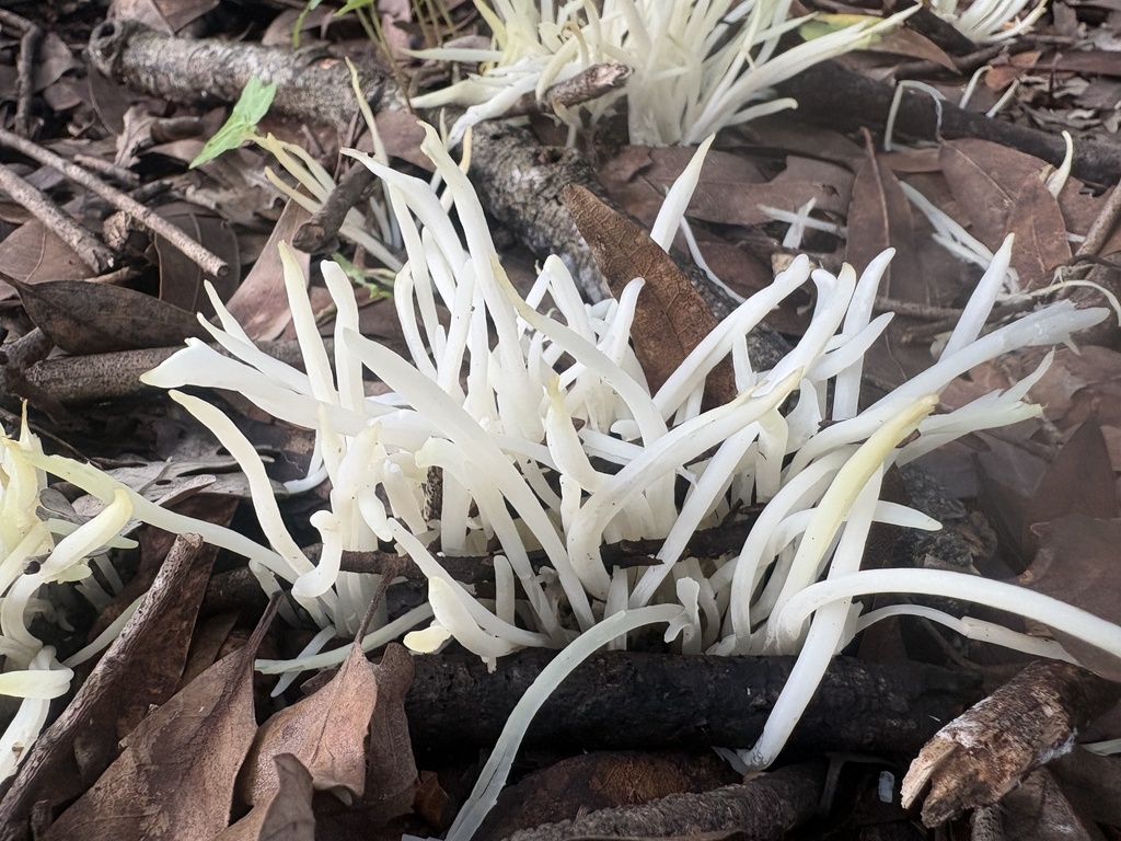 Clavaria fragilis · December 2025 · photo: © jzupan (iNaturalist, cc-by)