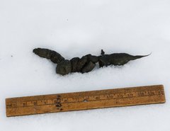 Vulpes vulpes fulvus