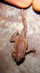 Physalaemus spiniger