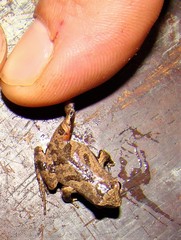 Physalaemus spiniger