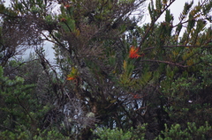 Tristerix longibracteatus