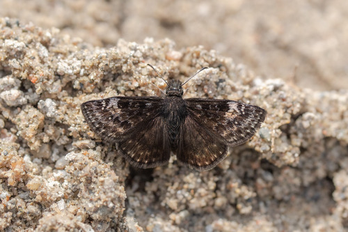 Columbine Duskywing