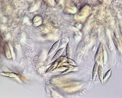 Tapellaria phyllophila image