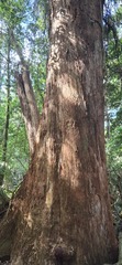 Eucalyptus fastigata, photograph (c) SatNavSaysStraightOn, some rights reserved (CC BY)