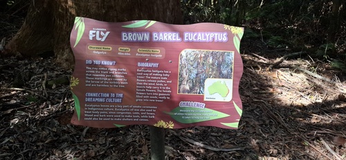 Eucalyptus fastigata, photograph 4