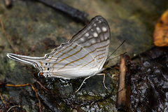 Marpesia merops